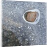 Rock in a Frozen River by Anonymous