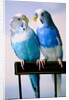 Pair of Parakeets Perching on Chair Back by Anonymous