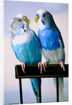 Pair of Parakeets Perching on Chair Back by Anonymous