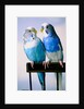 Pair of Parakeets Perching on Chair Back by Anonymous