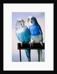 Pair of Parakeets Perching on Chair Back by Anonymous