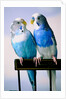 Pair of Parakeets Perching on Chair Back by Anonymous