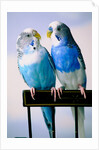 Pair of Parakeets Perching on Chair Back by Anonymous