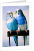 Pair of Parakeets Perching on Chair Back by Anonymous