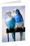 Pair of Parakeets Perching on Chair Back by Anonymous