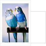 Pair of Parakeets Perching on Chair Back by Anonymous