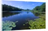 Water Lilies Growing near Shore by Anonymous