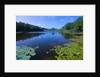 Water Lilies Growing near Shore by Anonymous