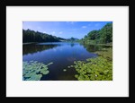 Water Lilies Growing near Shore by Anonymous