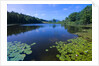 Water Lilies Growing near Shore by Anonymous