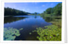 Water Lilies Growing near Shore by Anonymous