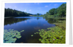 Water Lilies Growing near Shore by Anonymous