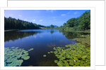 Water Lilies Growing near Shore by Anonymous