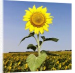 Field of Sunflowers by Anonymous