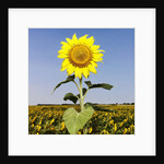 Field of Sunflowers by Anonymous