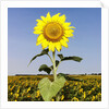 Field of Sunflowers by Anonymous