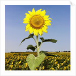 Field of Sunflowers by Anonymous