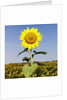 Field of Sunflowers by Anonymous