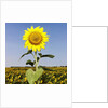 Field of Sunflowers by Anonymous