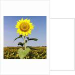 Field of Sunflowers by Anonymous
