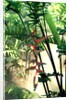 Heliconia Growing Among Tropical Ferns by Anonymous
