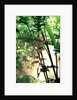 Heliconia Growing Among Tropical Ferns by Anonymous