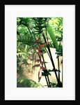 Heliconia Growing Among Tropical Ferns by Anonymous