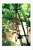 Heliconia Growing Among Tropical Ferns by Anonymous