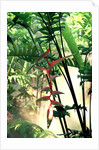 Heliconia Growing Among Tropical Ferns by Anonymous