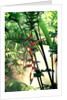 Heliconia Growing Among Tropical Ferns by Anonymous