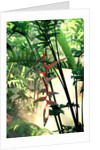 Heliconia Growing Among Tropical Ferns by Anonymous