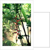 Heliconia Growing Among Tropical Ferns by Anonymous