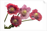 Pink Poppy Flowers in Full Bloom by Anonymous