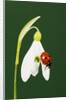 Ladybug on Snowflake Flower by Anonymous