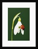 Ladybug on Snowflake Flower by Anonymous