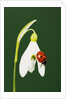 Ladybug on Snowflake Flower by Anonymous