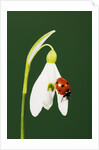 Ladybug on Snowflake Flower by Anonymous