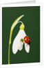 Ladybug on Snowflake Flower by Anonymous