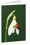 Ladybug on Snowflake Flower by Anonymous