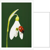 Ladybug on Snowflake Flower by Anonymous