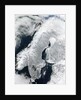 Scandinavian Peninsula in Winter by Anonymous