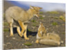 Two Paragonian Grey Fox Pups Playing by Anonymous