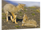 Two Paragonian Grey Fox Pups Playing by Anonymous