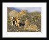 Two Paragonian Grey Fox Pups Playing by Anonymous