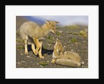 Two Paragonian Grey Fox Pups Playing by Anonymous