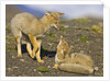 Two Paragonian Grey Fox Pups Playing by Anonymous