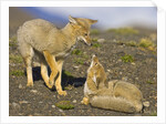 Two Paragonian Grey Fox Pups Playing by Anonymous