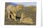 Two Paragonian Grey Fox Pups Playing by Anonymous