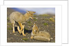 Two Paragonian Grey Fox Pups Playing by Anonymous