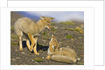 Two Paragonian Grey Fox Pups Playing by Anonymous